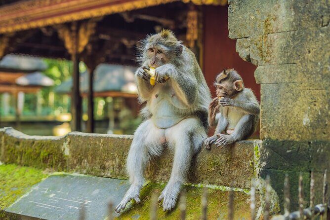 1-Day Ubud Tours All-Inclusive - Ulu Petanu Waterfall: Your Nature Payoff