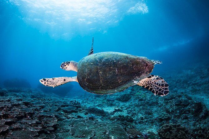 2 Days Discover Scuba Diving in Nusa Lembongan - Scuba Initiation - Stop-by-stop: what you’ll likely see around Crystal Bay, Mangrove Point, Toyapakeh, and Jungut Batu