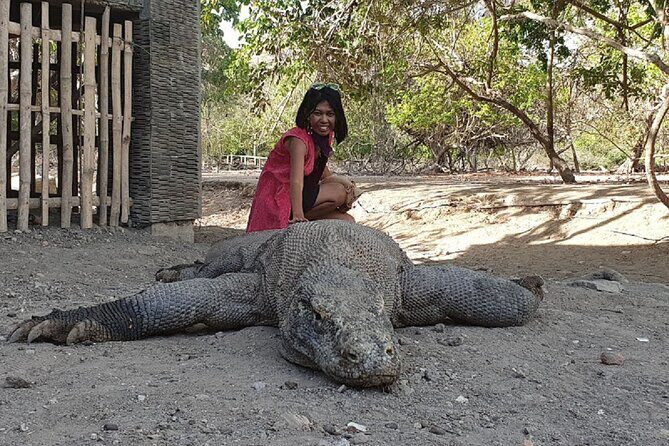 3-Day Komodo island Tour with or without Roundtrip Flight From Bali - Komodo in a tight 3-day loop from Labuan Bajo