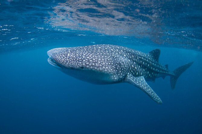5 Fun Dives in Nusa Lembongan (for certified divers) - Swim with a Mola Mola - Gear and Comfort: Included Wetsuit, Weight Belt, and Center Setup