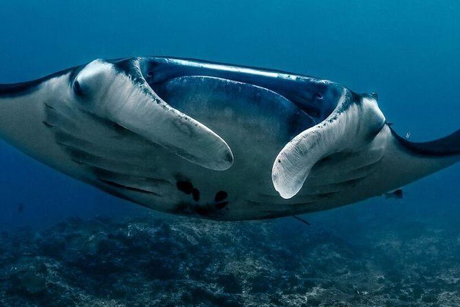 5 Fun Dives in Nusa Lembongan (for certified divers) - Swim with a Mola Mola - Mola Mola Expectations: The Season Question You Should Ask Yourself