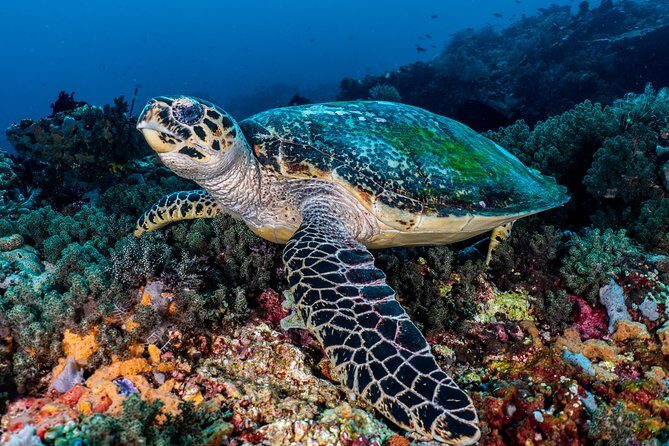 5 Fun Dives in Pemuteran (for certified divers) - Exploration in Menjangan Park - How Your Day Runs: Pemuteran Departure, Wooden Boat, Then Menjangan