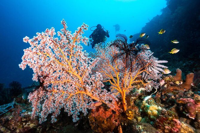 5 Fun Dives in Tulamben (for certified divers) - Discover famous diving sites - Staff and Guides: The Human Part That Makes or Breaks Five Sessions
