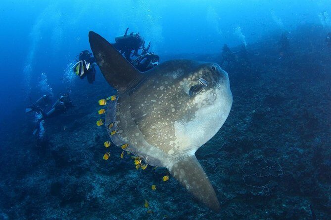 7 Fun Dives in Nusa Lembongan (for certified divers) - Premium Value Package - Key Highlights You’ll Care About