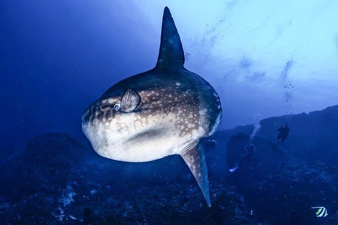 7 Fun Dives in Nusa Lembongan (for certified divers) - Premium Value Package - Value Check: Is $311.68 Good for 7 Sessions?