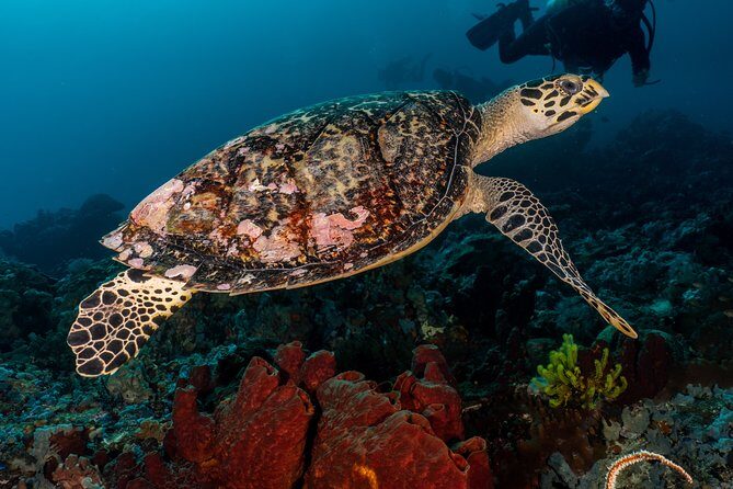 7 Fun Dives in Pemuteran (for certified divers) - Exploration in Menjangan Park - The 7-session plan: how they pick sites for the day