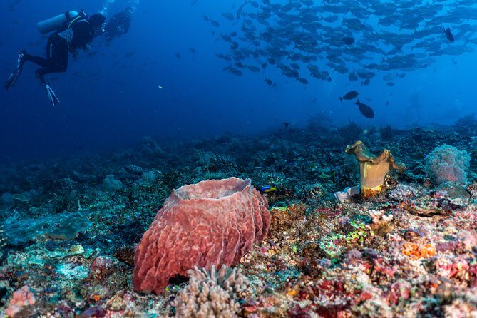 7 Fun Dives in Pemuteran (for certified divers) - Exploration in Menjangan Park - What you’ll actually look for: turtles, frogfish, leaf scorpionfish, and macro