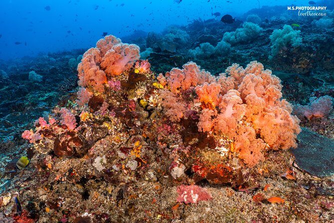 7 Fun Dives in Pemuteran (for certified divers) - Exploration in Menjangan Park - Between sessions: lunch, tea, and a chance to reset