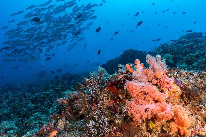 7 Fun Dives in Pemuteran (for certified divers) - Exploration in Menjangan Park - Instructor support and small-group attention