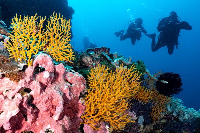 7 Fun Dives in Pemuteran (for certified divers) - Exploration in Menjangan Park - Price and value: $234.25 makes sense if you add up the extras