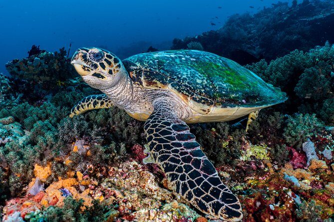 7 Fun Dives in Pemuteran (for certified divers) - Exploration in Menjangan Park - From Pemuteran to Menjangan: the boat leg and what it means