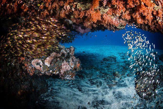 7 Fun Dives in Tulamben (for certified divers) - Premium Value Package - Seven seabed stops in Tulamben: what each one is built for
