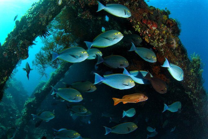 7 Fun Dives in Tulamben (for certified divers) - Premium Value Package - Getting there and keeping the day simple: pickup, facilities, and timing