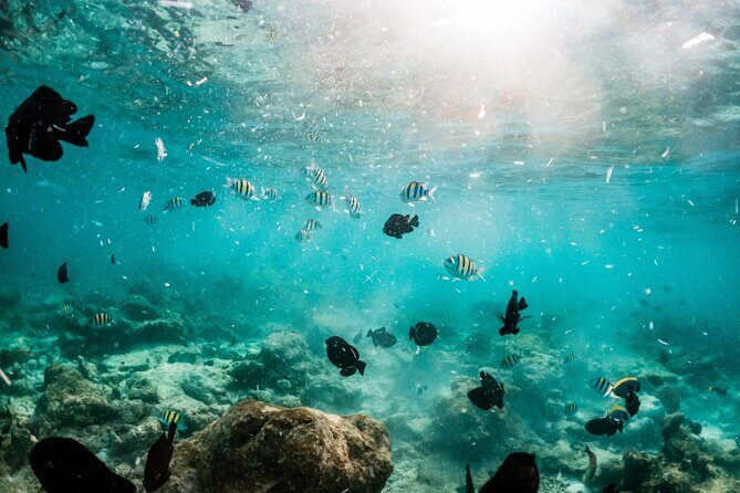 All Inclusive Bali Blue Lagoon and Tanjung Jepun Snorkeling - What’s Included That Makes This Worth It (Not Just the Snorkel)