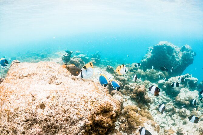 All Inclusive Bali Blue Lagoon and Tanjung Jepun Snorkeling - Marine Life Odds: What You’re Likely to See