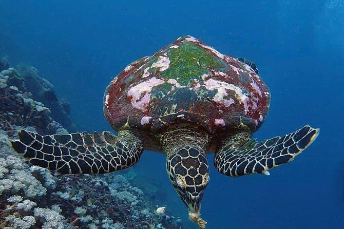 All Inclusive Bali Scuba Diving at Tulamben with Lunch -Transport - Safety briefing and instruction: What to expect and how to get the best result