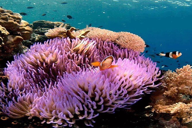 All Inclusive Bali Snorkeling Blue Lagoon tour experience - Why This Padangbai All-Inclusive Snorkeling Day Makes Sense