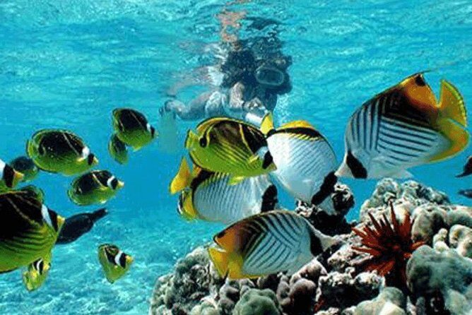 All Inclusive Bali Snorkeling Blue Lagoon tour experience - Coffee Plantation Stop at 4:30: A Cultural Touch Without Dragging