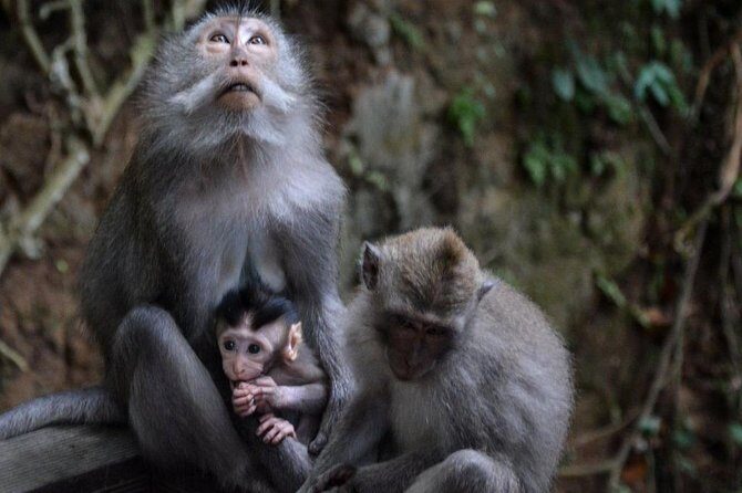 All-Inclusive Ubud Private Tour - Pickup, Comfort, And The Guide-As-Photographer Advantage