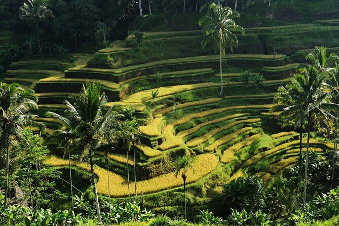 All-Inclusive Ubud's Wonder Day Tour - Why This Ubud Wonder Day Tour Feels More “Real” Than a Check-the-Box