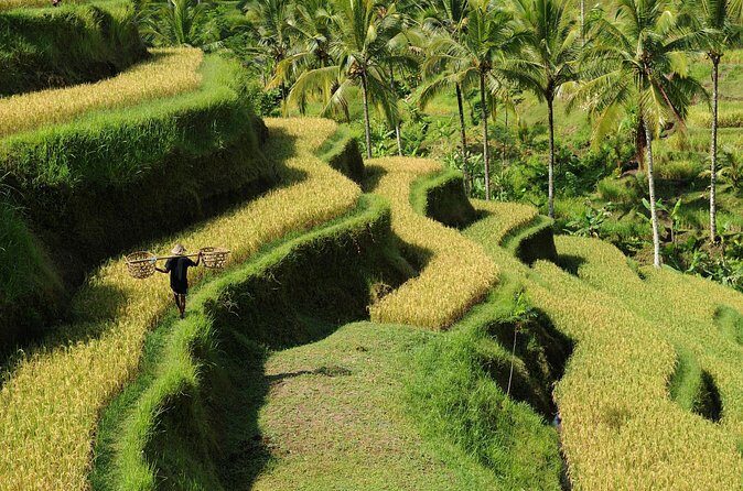 All-Inclusive Ubud's Wonder Day Tour - Coffee Plantation Stop: A Sensory Break From Water and Stone