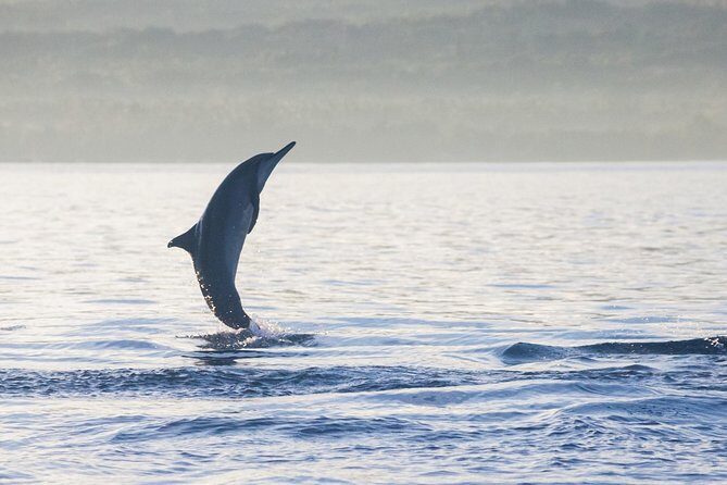Amazing Private Tours: Dolphins Lovina and Gitgit Waterfall include Lunch - Lovina dolphin watching: the coast, the timing, and what to watch for