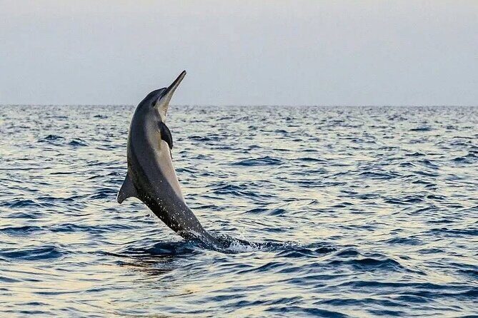 Bali and Lovina with Sunrise Dolphin Tour and Snorkeling - Swimming with dolphins: what’s included and how to be a good swimmer