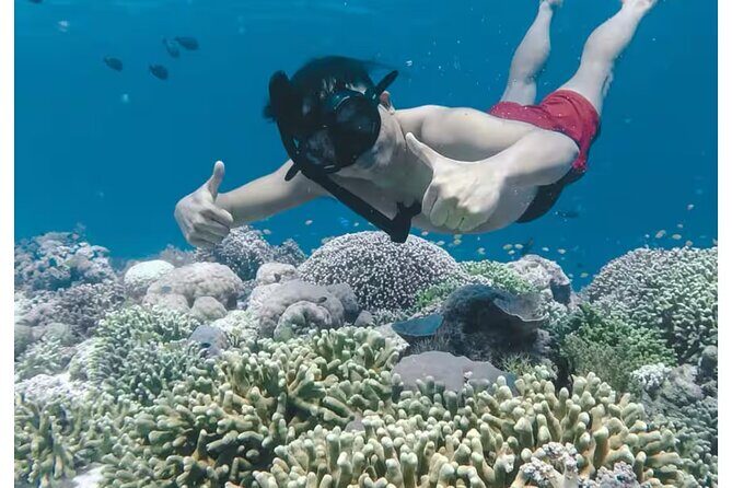 Bali and Lovina with Sunrise Dolphin Tour and Snorkeling - Timing and group size: a 4–5 hour schedule with up to 25 people