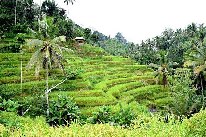 Bali Ayung River Rafting and Kintamani Mt. Batur Volcano View - The rafting block: what you’ll actually be doing (and what to expect)