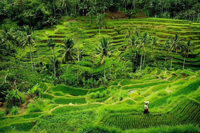 Bali Benoa Shore Excursion for Cruise's Passenger - All Inclusive - Singapadu Agro Tourism: Coffee and Tea Without the Guesswork