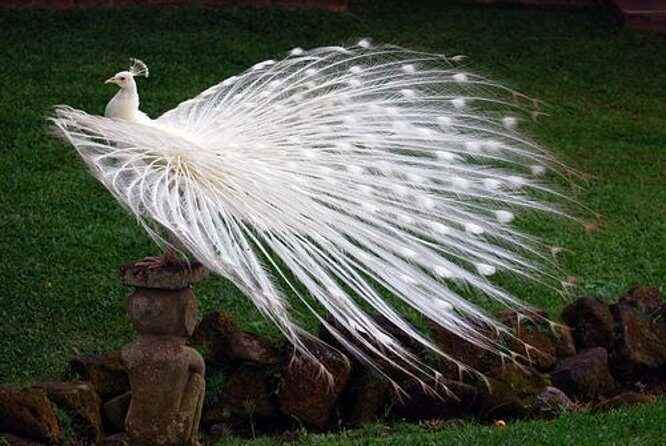 Bali Bird Park Admission Ticket - Key Things You’ll Notice at Bali Bird Park