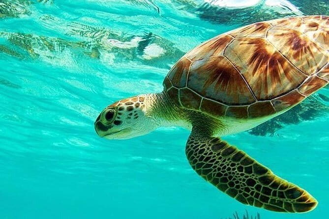Bali : Blue Lagoon Snorkeling combine with Bali Swing in Ubud - Pickup around Bali: starting your day without logistics headaches