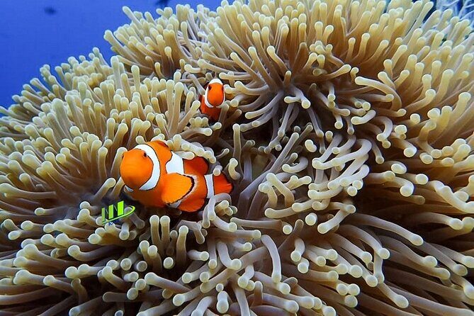 Bali Full Day Experience Scuba Diving Tour at Tulamben - Getting started at Noble Resort & Dive Center (and why the meeting point is easy)