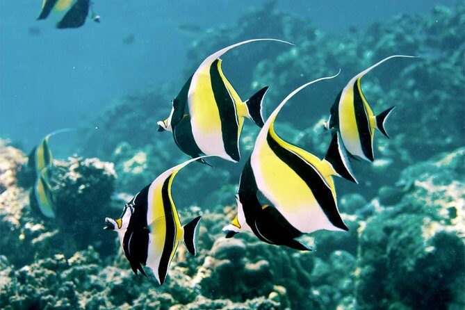 Bali Menjangan Island Snorkeling Day Tour - Why Menjangan Island is a smart pick for Bali snorkeling