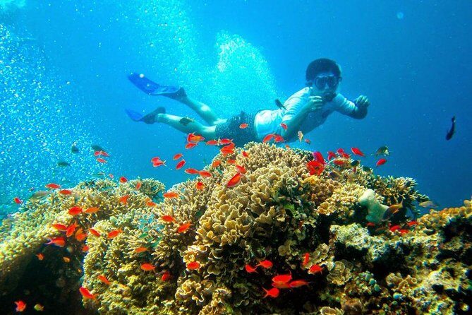 Bali Menjangan Island Snorkeling Day Tour - Lunch and comfort: the small stuff that saves your day