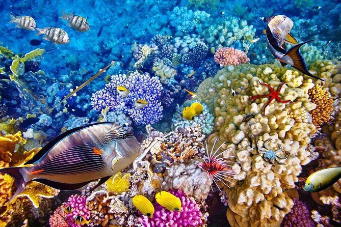 Bali Menjangan Island Snorkeling Day Tour - Snorkeling setup: what’s included and why it’s good value
