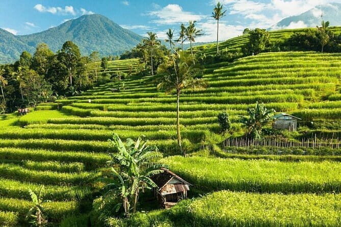 Bali : Northern Bali Private Day Trip with Transfer - The lunch break in Tabanan and a quick Bedugul coffee process