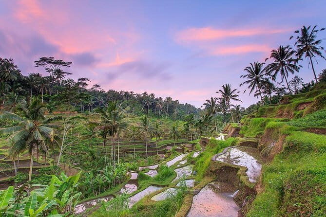 Bali : Northern Bali Private Day Trip with Transfer - Transfers, vehicle comfort, and how to stay happy all day