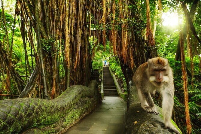 Bali Private Tour: Waterfall, Monkey forest and Tanah lot sunset - Sacred Monkey Forest Sanctuary: Watch 600+ Long-Tailed Macaques Up Close