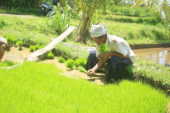 Bali Quad and Buggy Explorer Tour - Price Check: Is $43 Good Value for an Ubud Quad or Buggy?