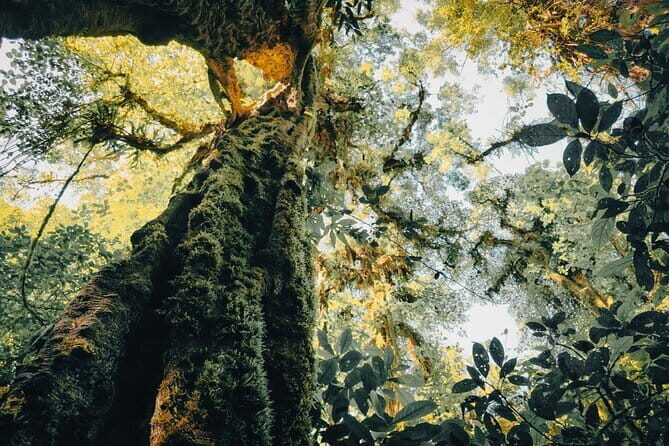 Bali Rainforest Hiking With Canoeing And Waterfall Adventure - Why this Ubud combo hike, canoe, and waterfall makes sense