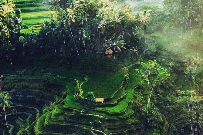 Bali Sightseeing - Tegalalang rice terraces and Subak irrigation: your final view stop