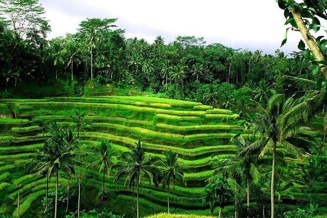 Bali Tirta Empul Tours Experience with Spiritual Cleansing - Who This Tour Fits Best (and Who Should Rethink It)