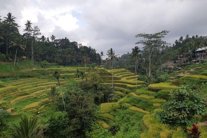 Bali Tour: Ubud Most Popular Place - Sacred Monkey Forest Sanctuary: close encounters with long-tailed energy