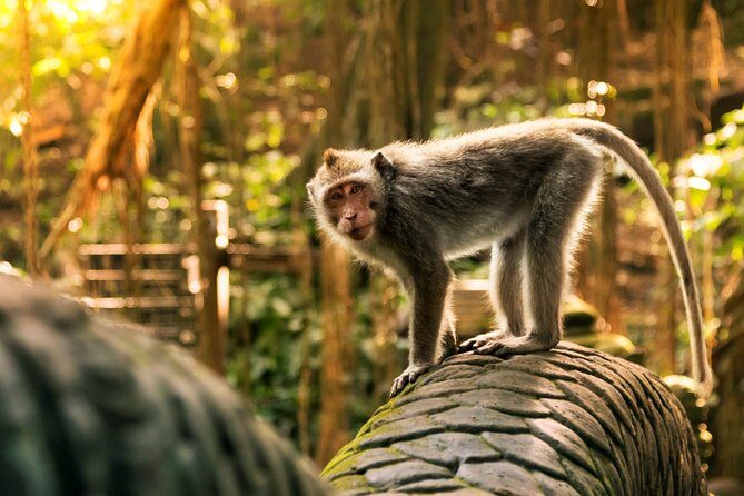 Bali Ubud and Volcano Day Tours - Tegalalang Rice Terrace: The Classic Ubud Viewpoint