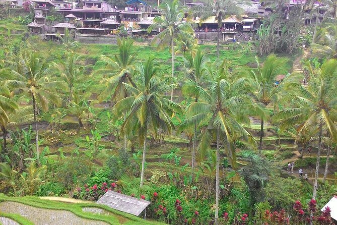 Bali Ubud & Kintamani Volcano Tour -All Inclusive - Why this Ubud + Kintamani route makes sense
