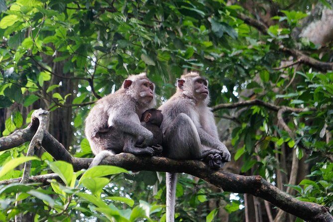Bali Ubud & Kintamani Volcano Tour -All Inclusive - Tegallalang rice terraces and lunch: the best way to eat with views