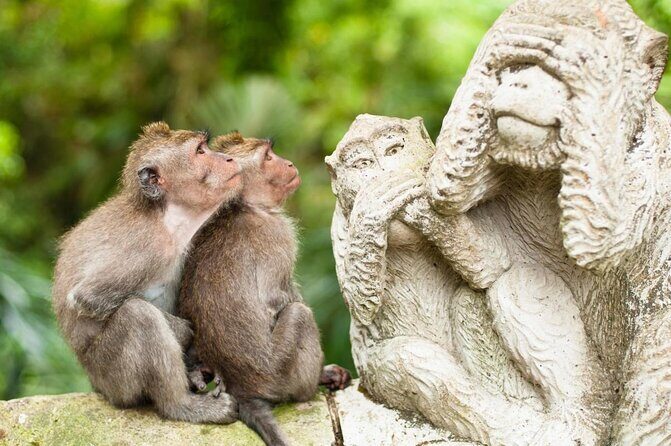 Bali Ubud private Tour with Ubud Bali Driver - FREE WIFI - Key things I’d notice before you go