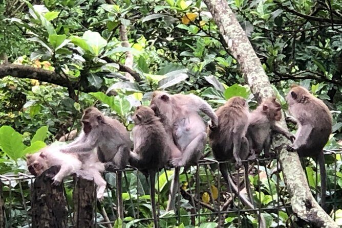 Bali Ubud Tour - What makes Susila’s guiding style matter for your day
