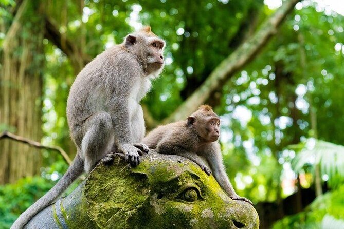 Bali Ubud Tour: Monkey Forest, Waterfall & Rice Terrace - Stop 1: Sacred Monkey Forest Sanctuary in the nutmeg shade